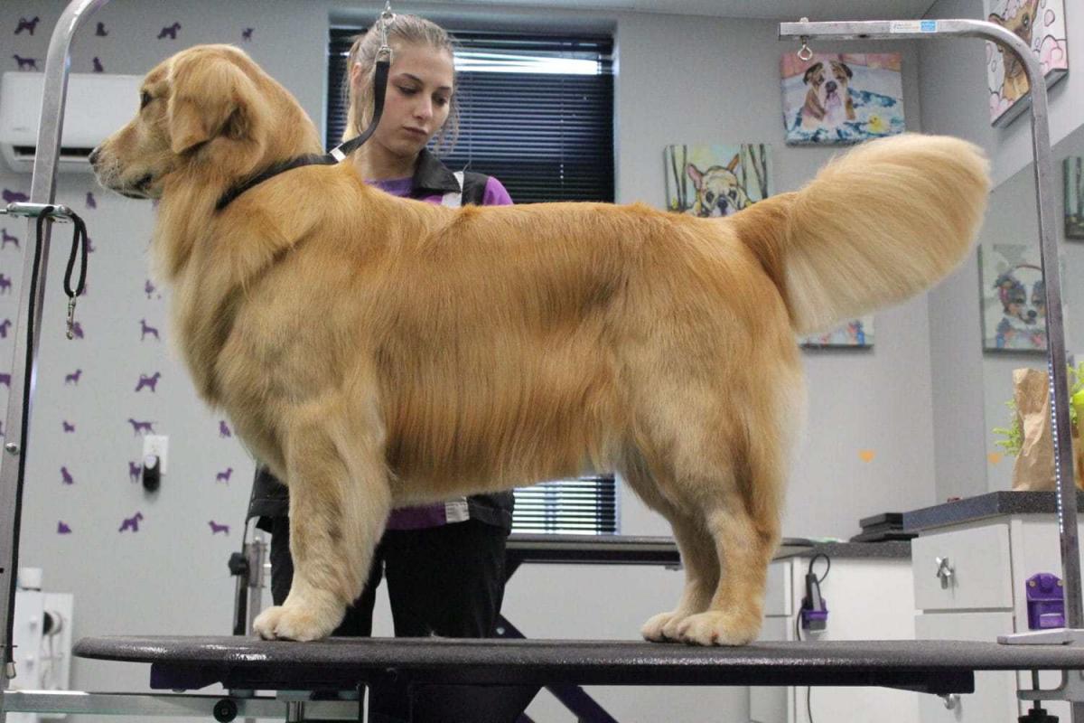 Bạn có thể đưa cún đi Spa để cắt tỉa lông