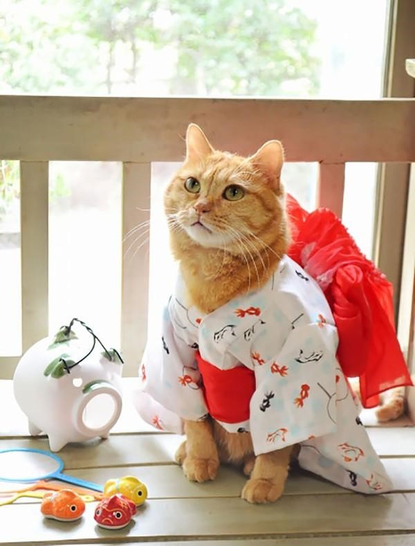 đồ Kimono nhật bản xinh xắn quần áo chó mèo