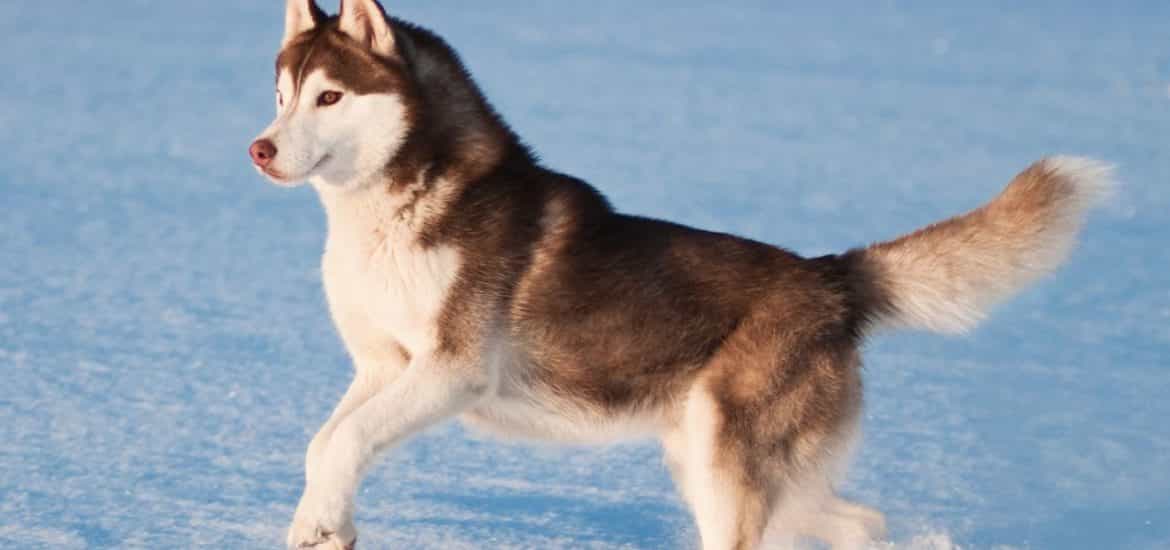 Chó Husky có kích cỡ thân hình trung bình