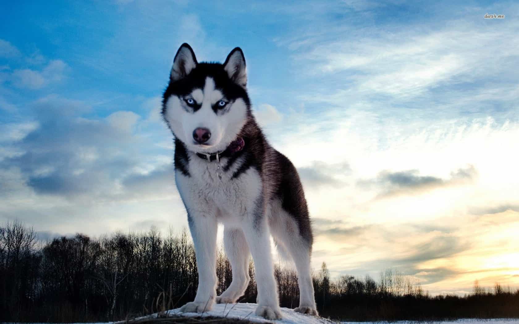 Husky có nguồn gốc từ vùng Đông Bắc Siberia nước Nga