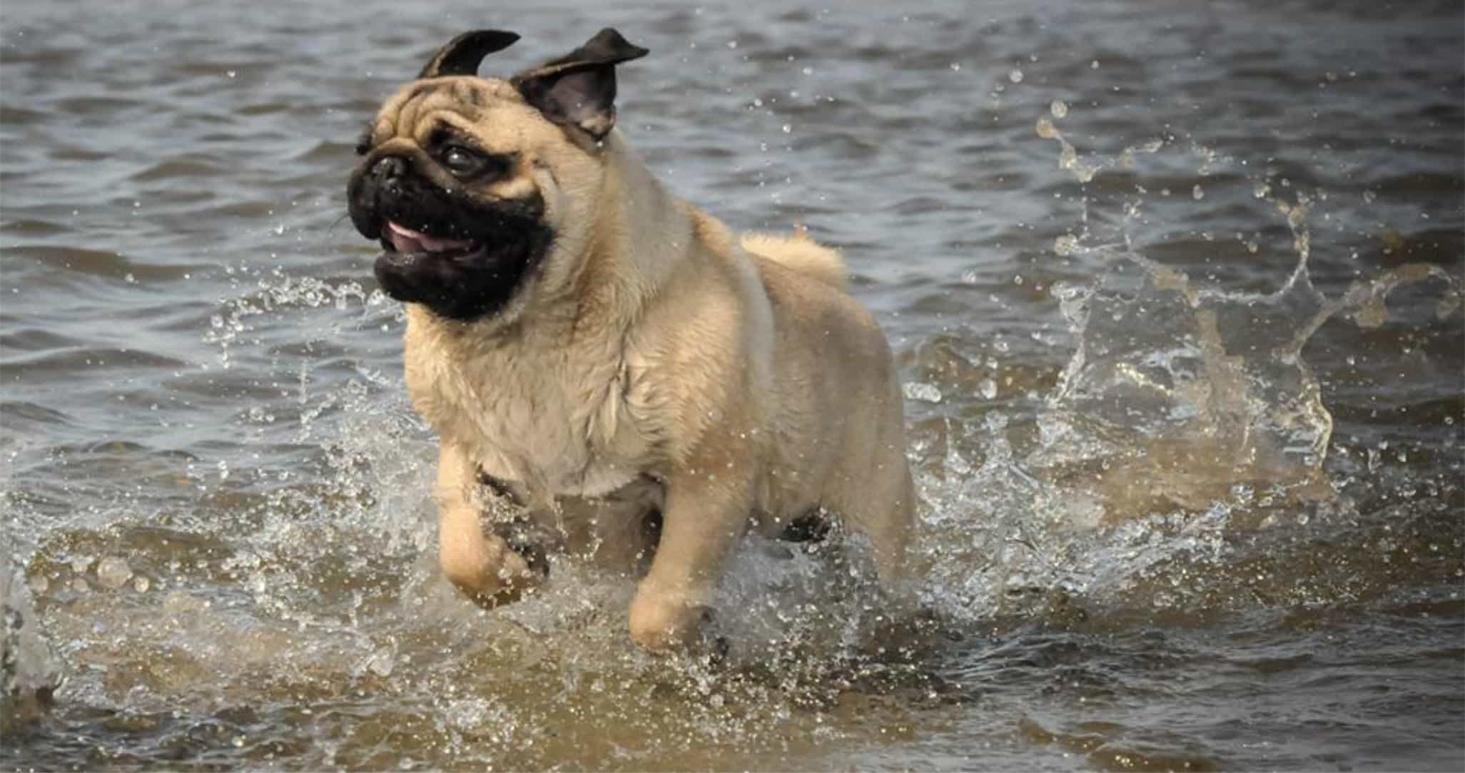 Chó Pug chạy dưới nước