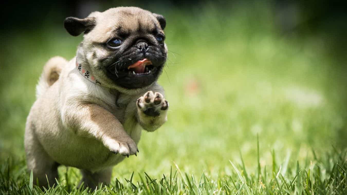 Chó Pug con chạy nhảy