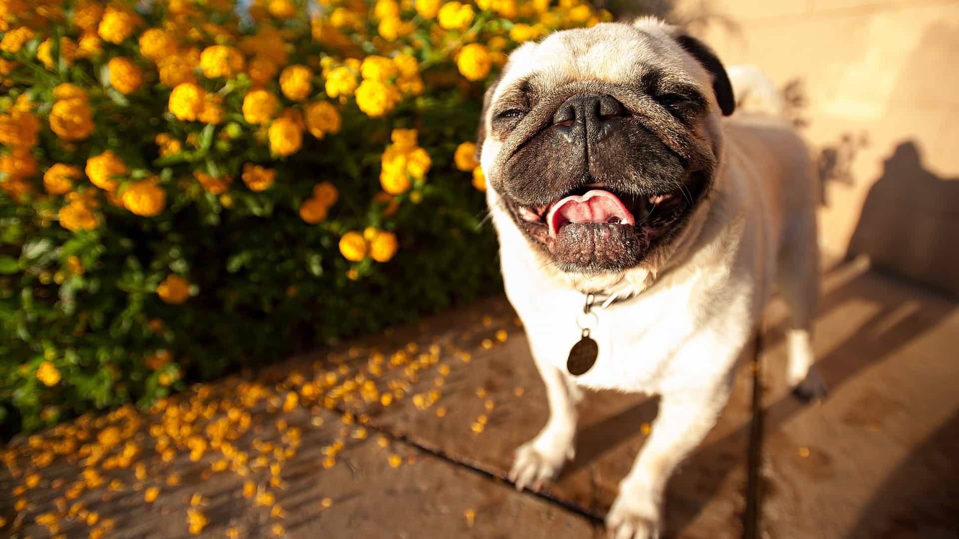Chó Pug và hoa