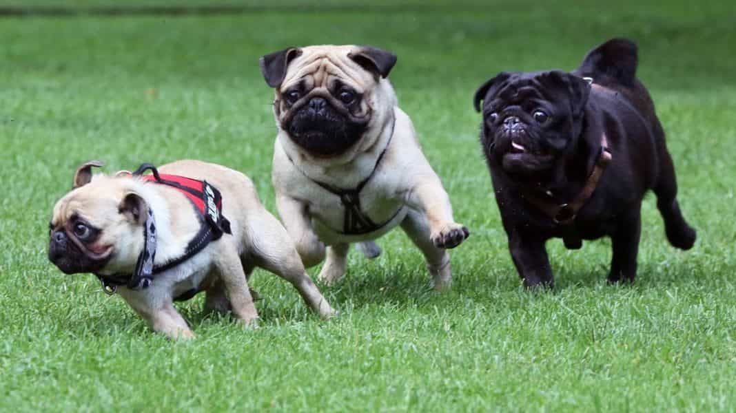 Ba chú chó Pug chạy đua