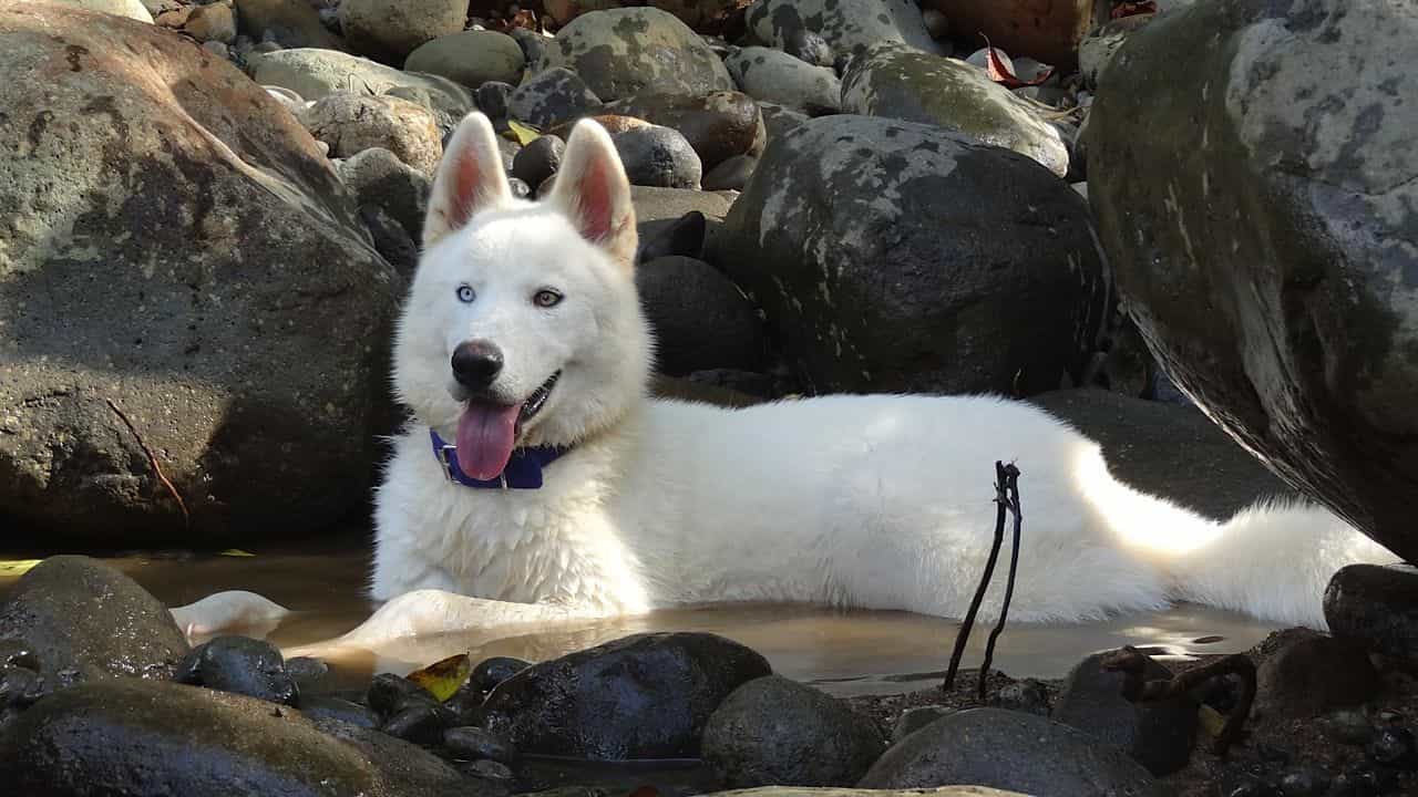 Màu lông trắng độc đáo của Husky