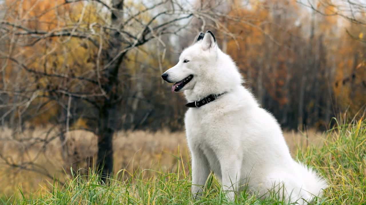 Chó Husky có màu lông trắng