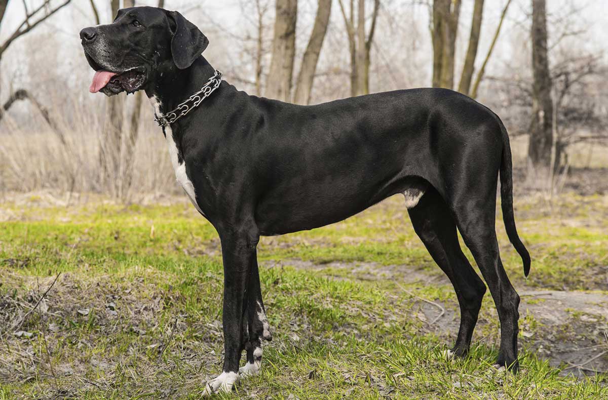 Chó Great Dane có kích thước lớn nhất trong các loài chó