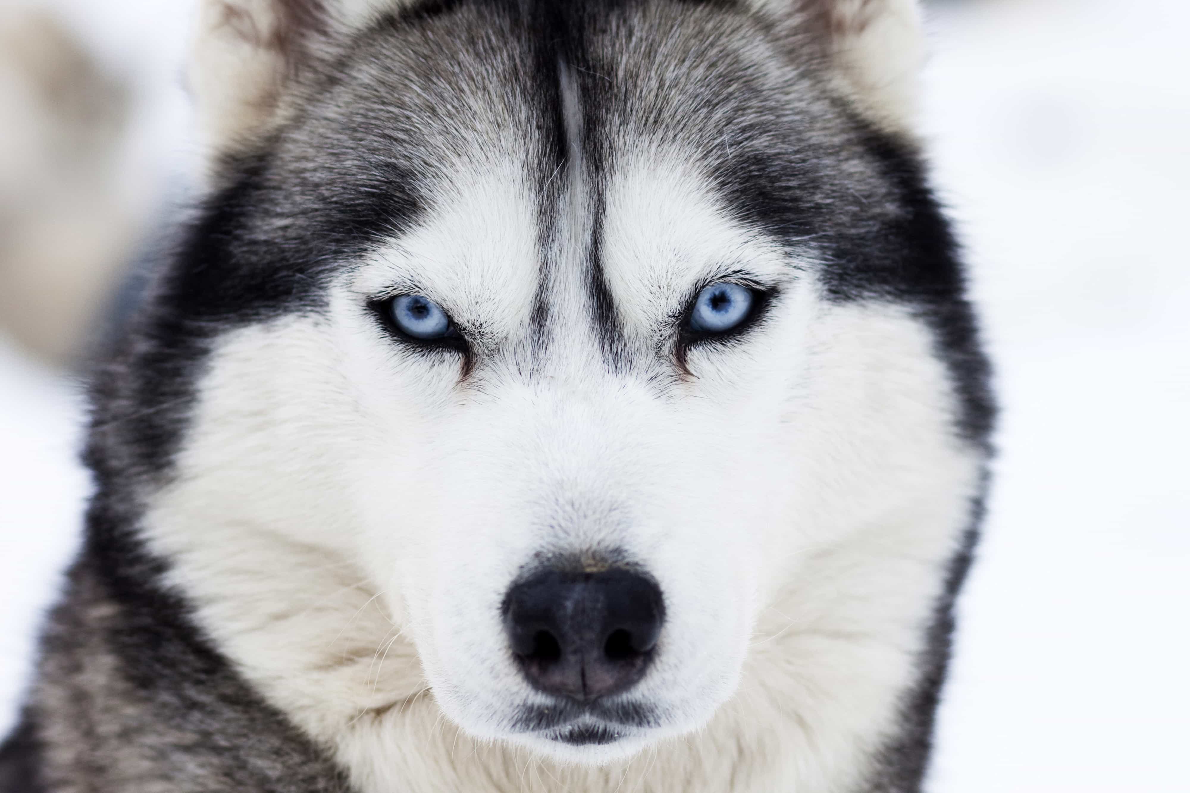 Husky có đôi mắt màu xanh độc đáo