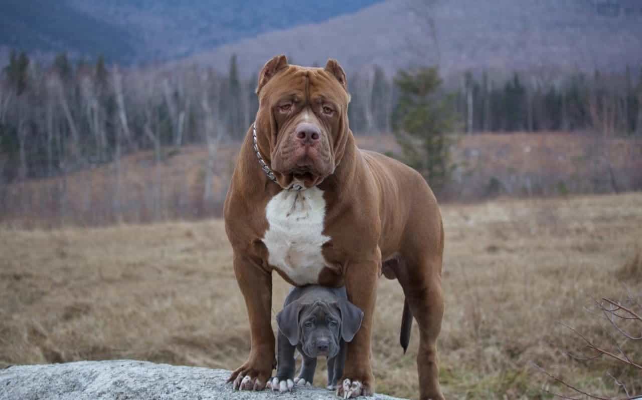 Chó pitbull mẹ và con