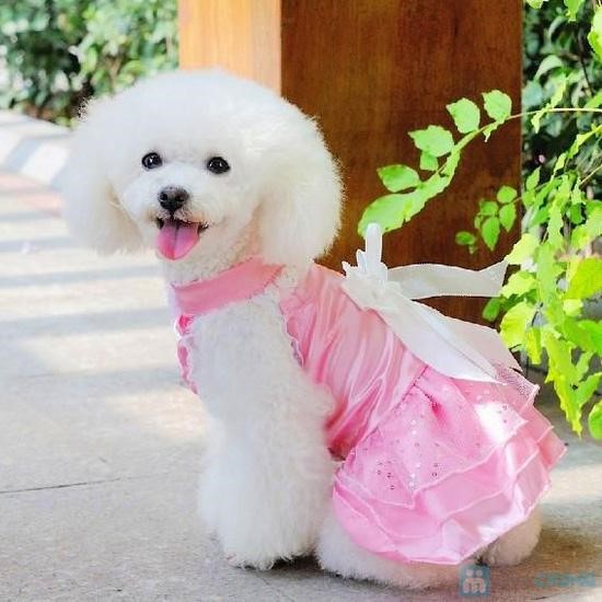 áo váy công chúa hồng cho chó quần áo chó mèo