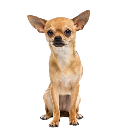 Mua Bán Chó Chihuahua