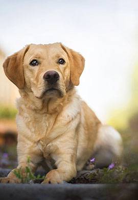 Labrador không hề kén ăn