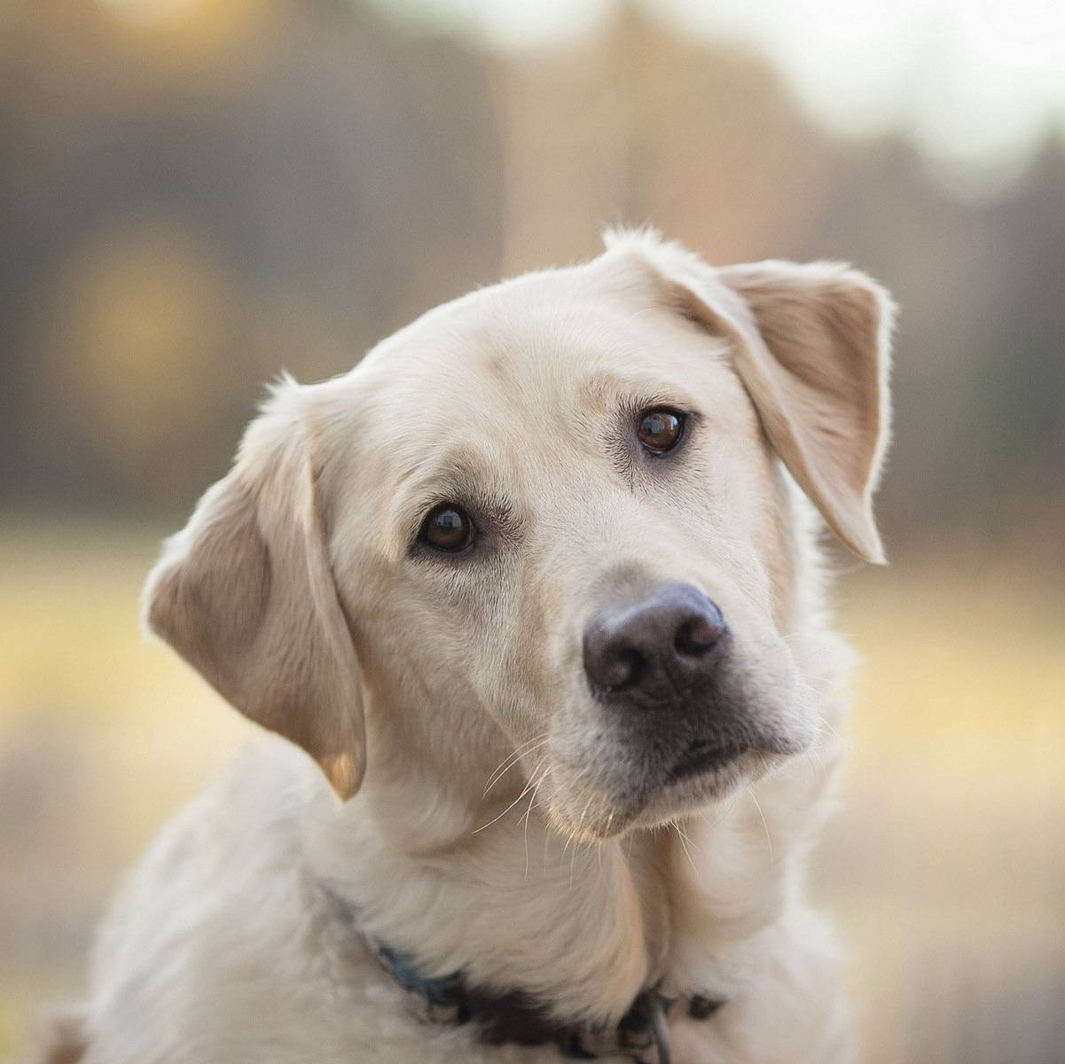 Nguồn gốc từ biển Labrador