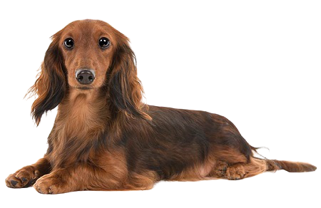 Lý do mua chó poodle tại sieupet.com