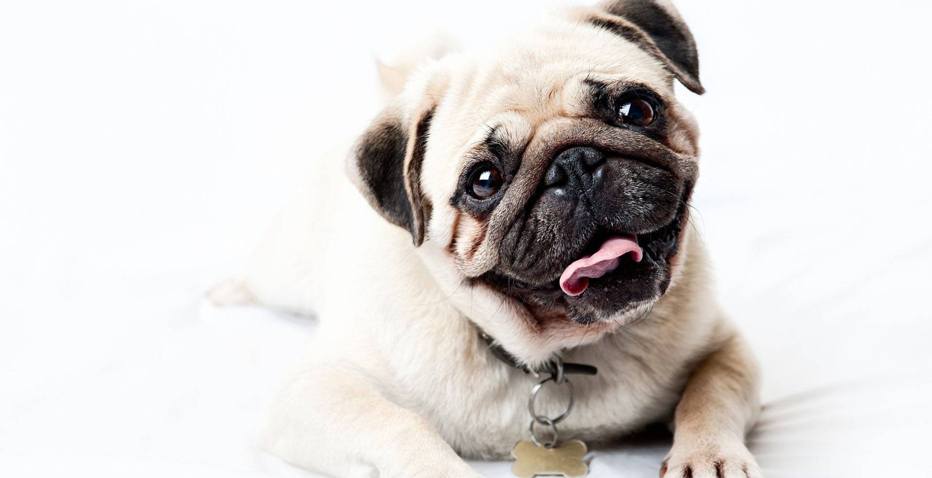 Pug là một giống chó thông minh