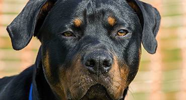 Khuôn mặt chó Rottweiler