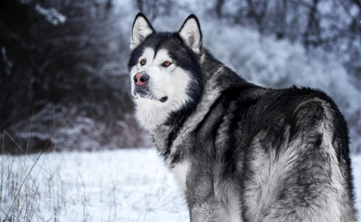 Chó Alaska đen trắng