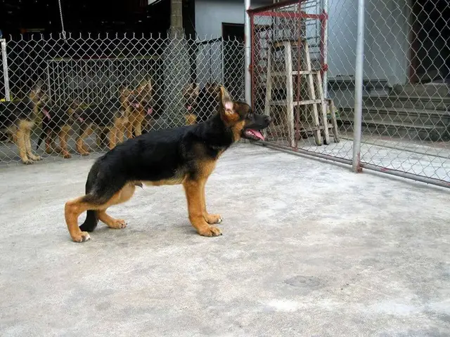 Hạ bàn ở giống chó nói chung