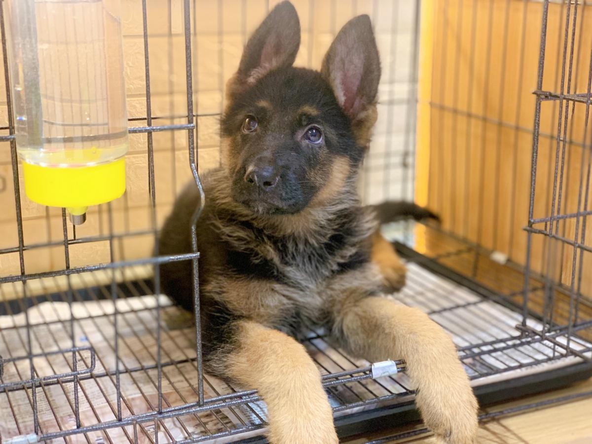 Chó Becgie Đức con