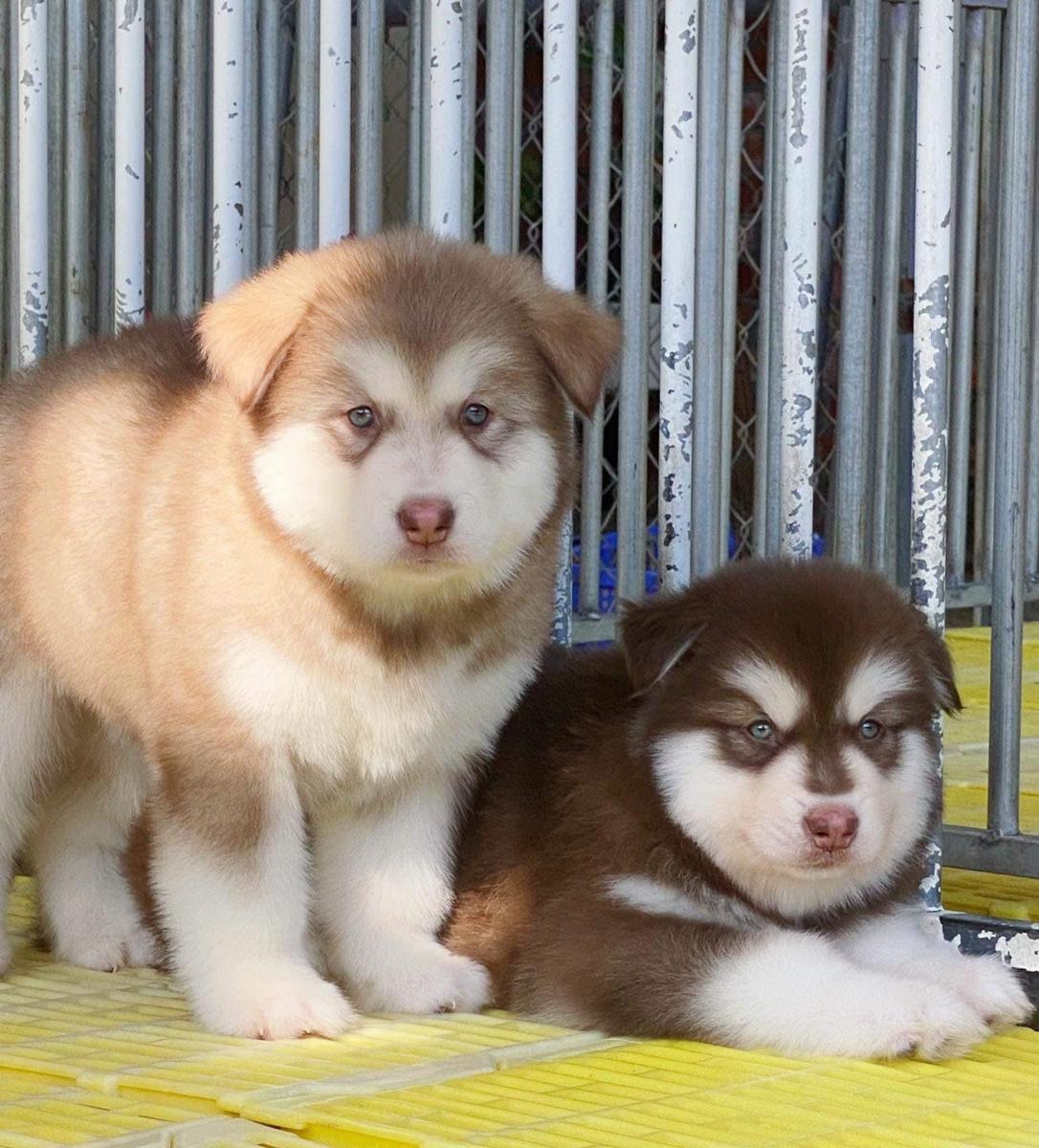 Chó Alaska 4 tháng tuổi nặng bao nhiêu?