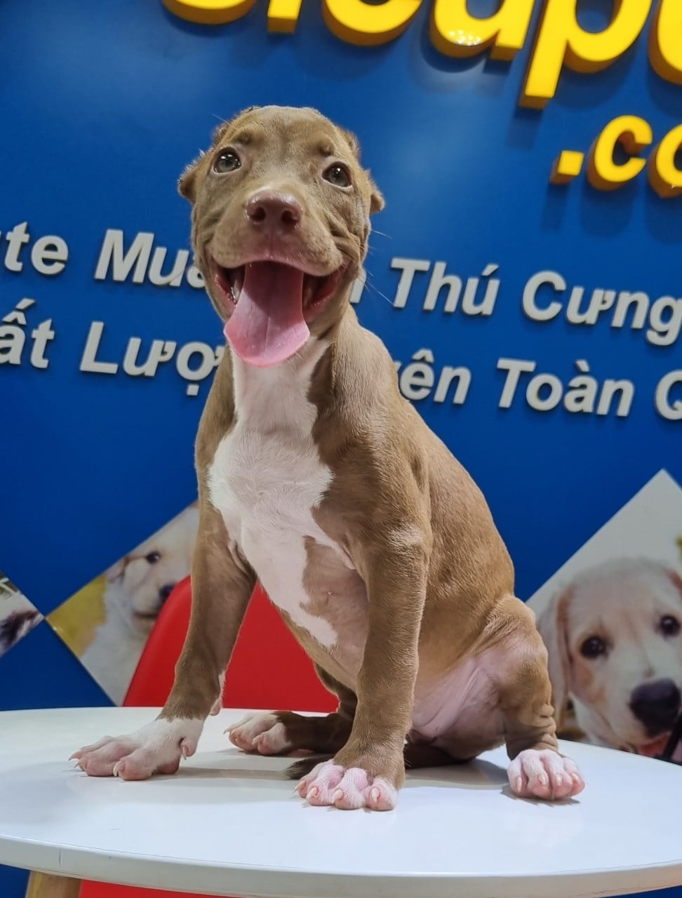 HOT ‼️ HOT‼️ HOT ‼️ CHÚ CHÓ PITBULL TỨ TÚC MAI HOA CỰC HIẾM, CỰC PHONG THỦY