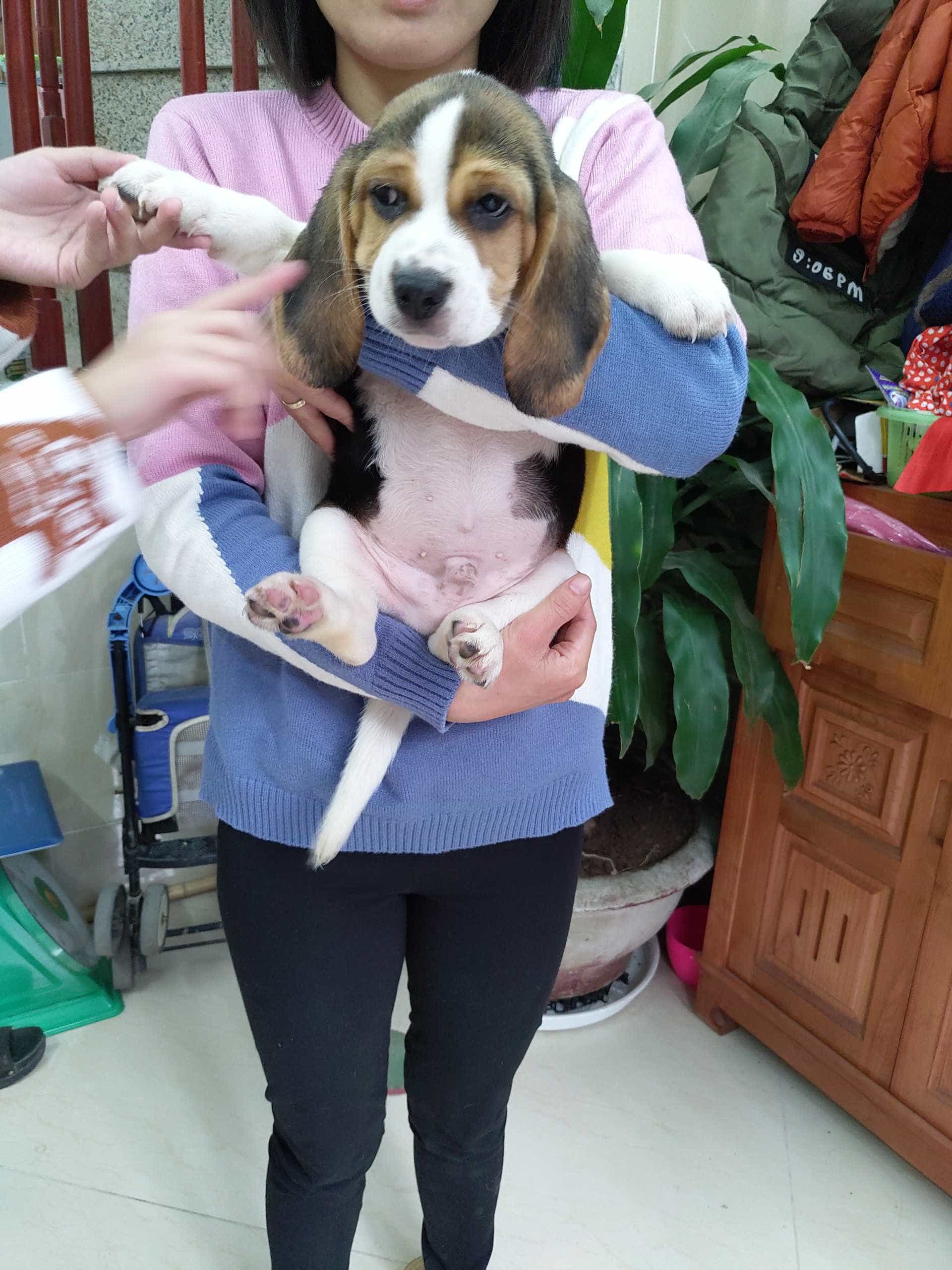 Đàn Beagle 2 Tháng Tuổi