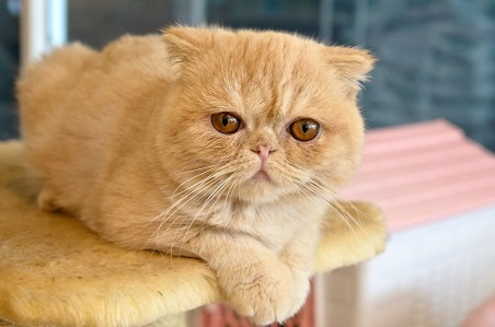Mèo Ba Tư lông vàng