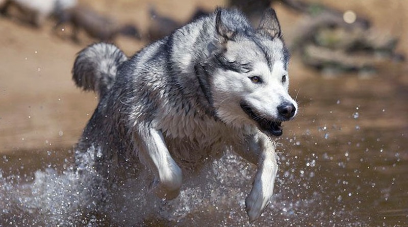 Chó Alaska
