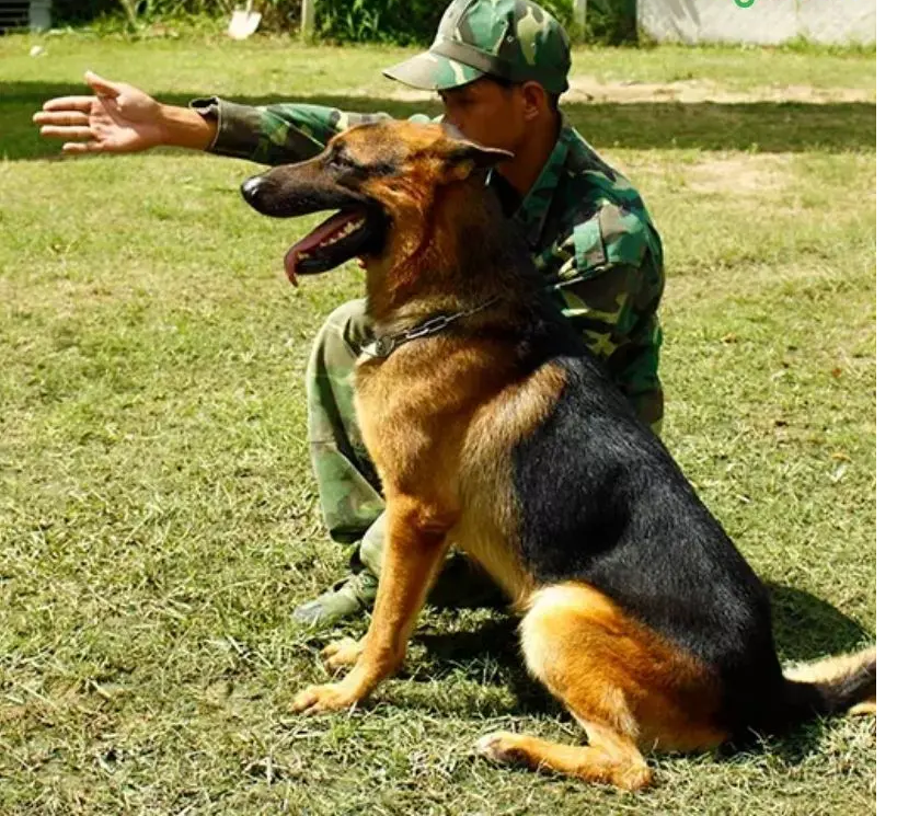 Huấn luyện chó Becgie