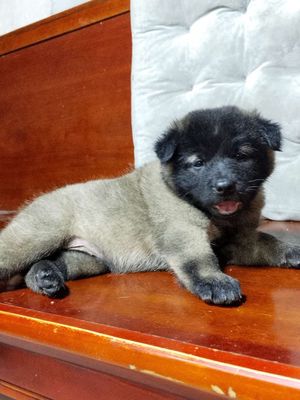 Giống chó Becgie Đức