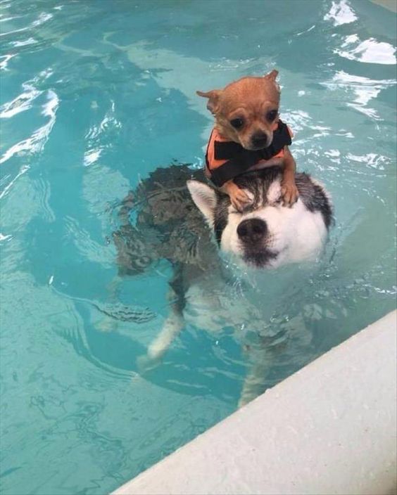 Chó Husky bơi
