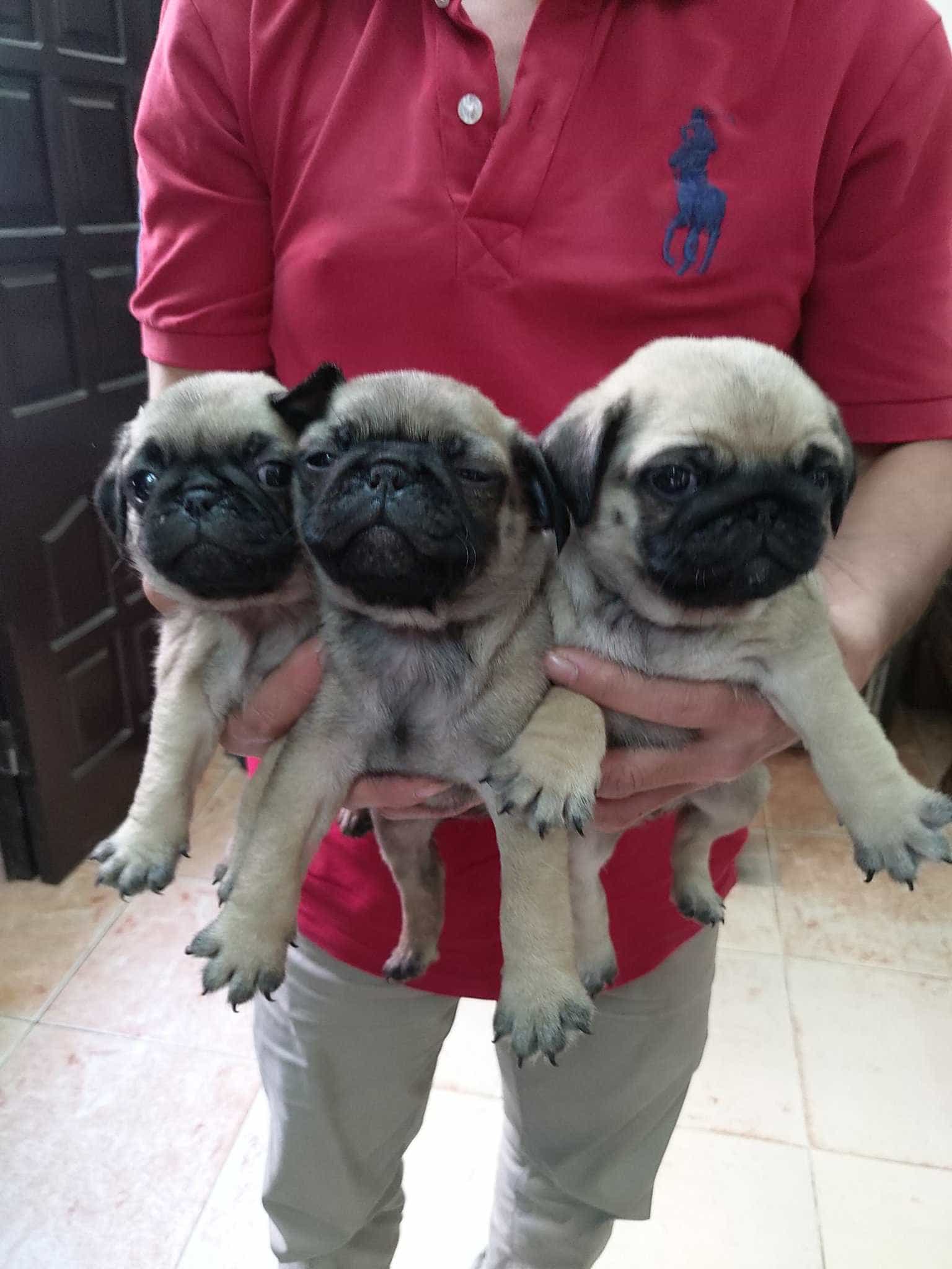 Đàn Pug Tháng 12