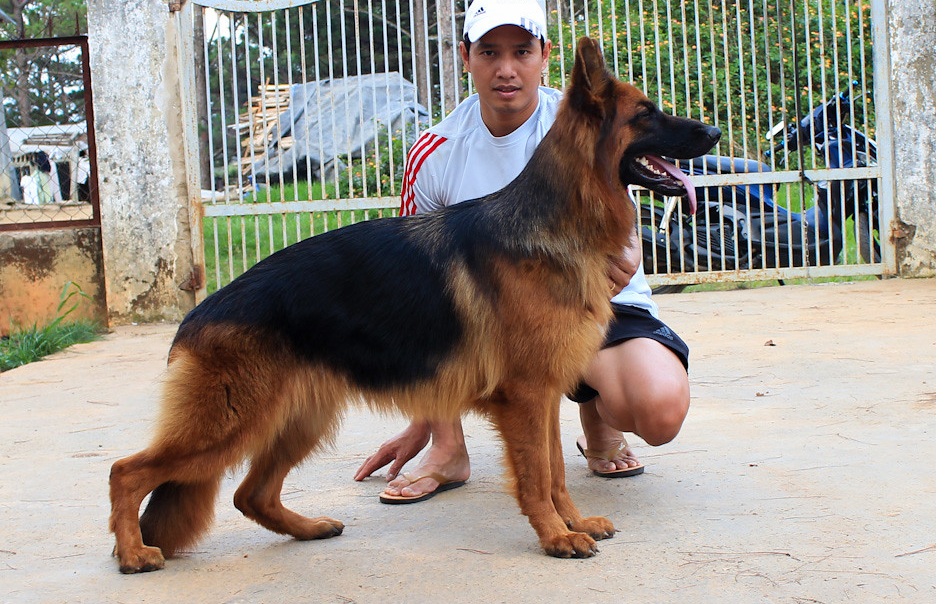 Huấn luyện chó Becgie Đức