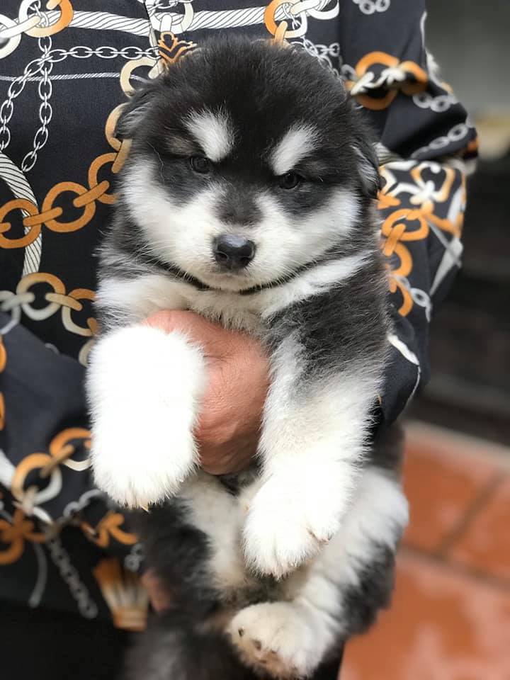 Đàn Alaska Siêu To