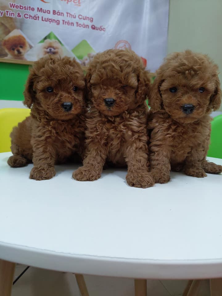 3 Bé Poodle Tiny