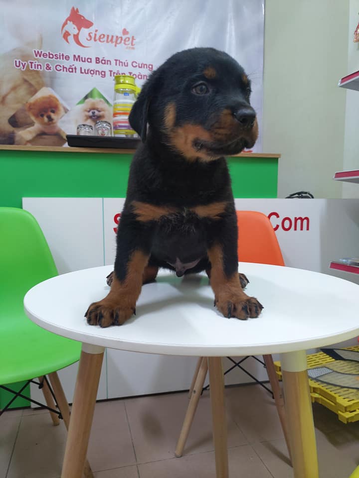 Rottweiler 2 tháng tuổi