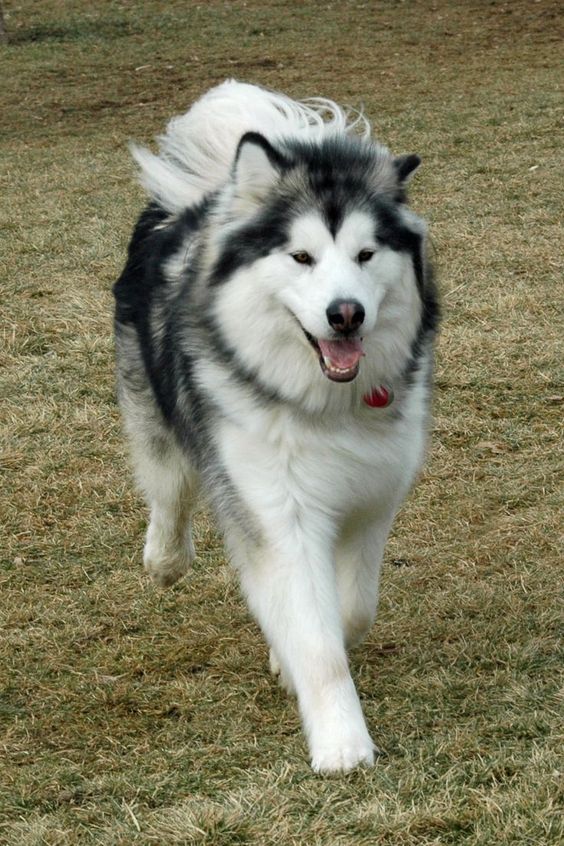 Chó Alaska