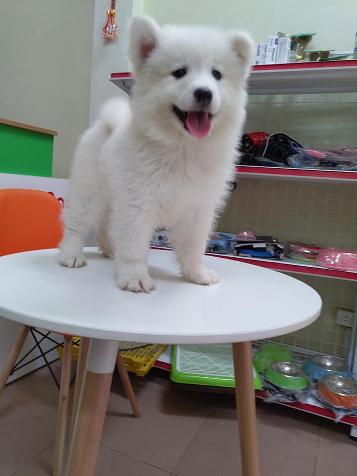 Sam trắng 2 tháng tuổi