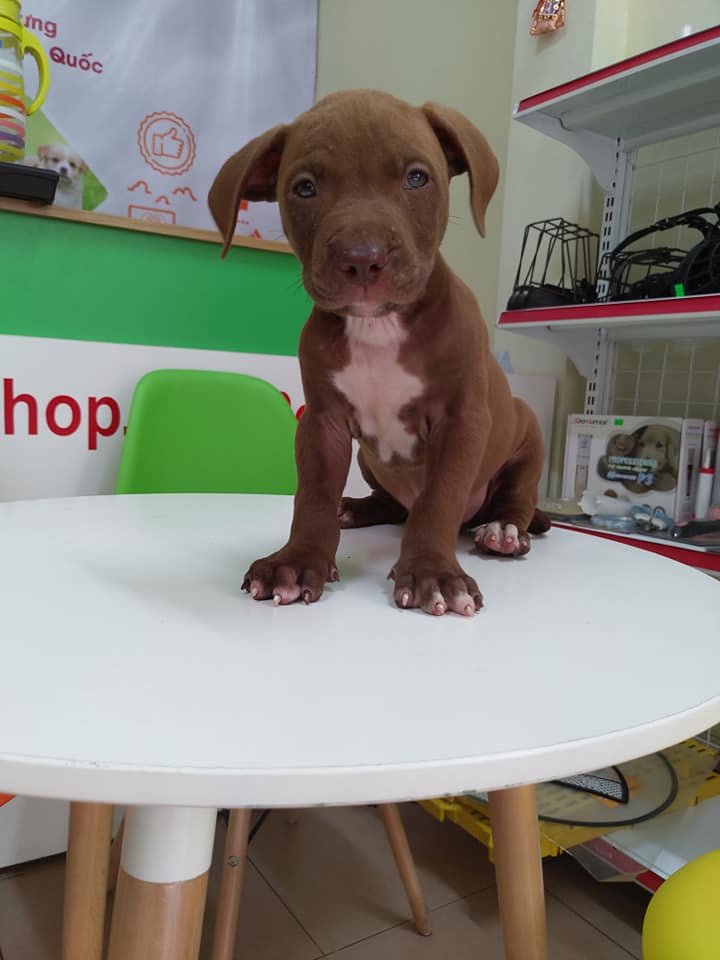 Pitbull ngực trắng 2 tháng tuổi