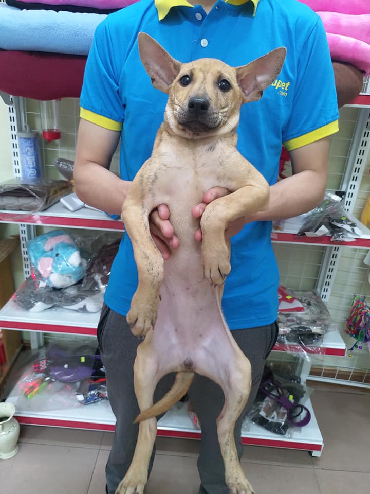 Em Phú Quốc siêu đáng yêu