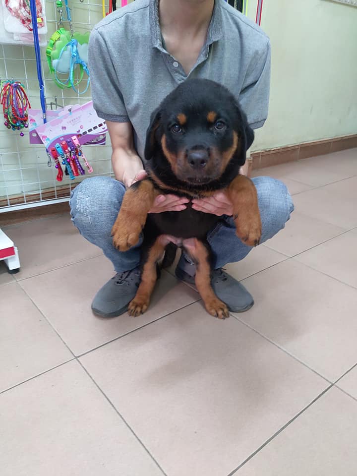 Rottweiler dòng chó nghiệp vụ