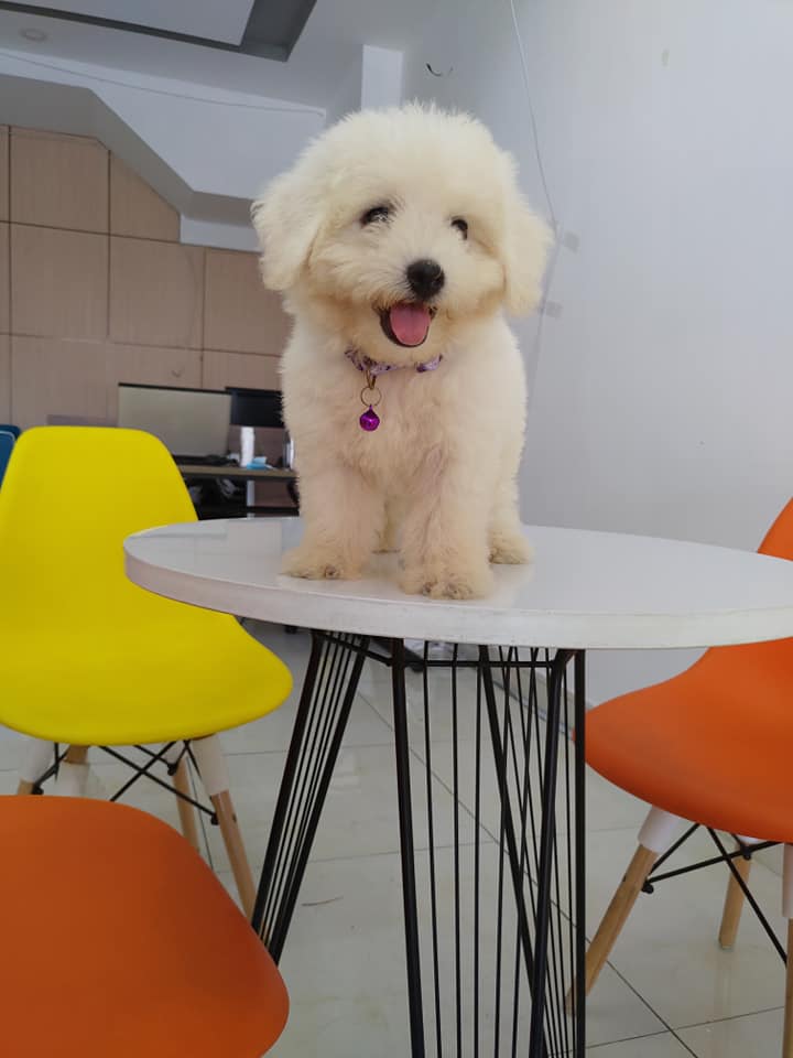 Bé Poodle có nụ cười tươi