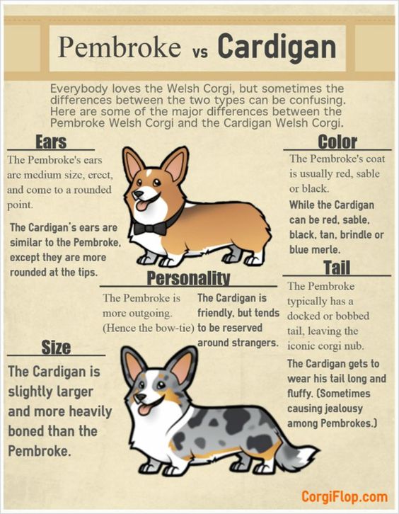Điểm khác nhau của 2 giống Corgi