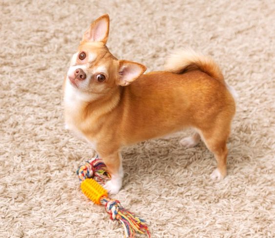 Ảnh của một chú chó Chihuahua