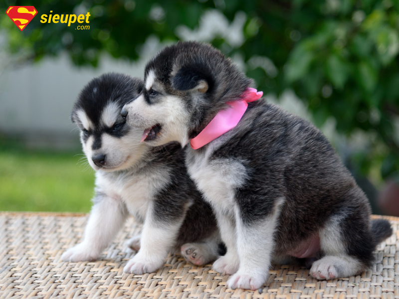 Chó Alaska 2 tháng tuổi thích vận động