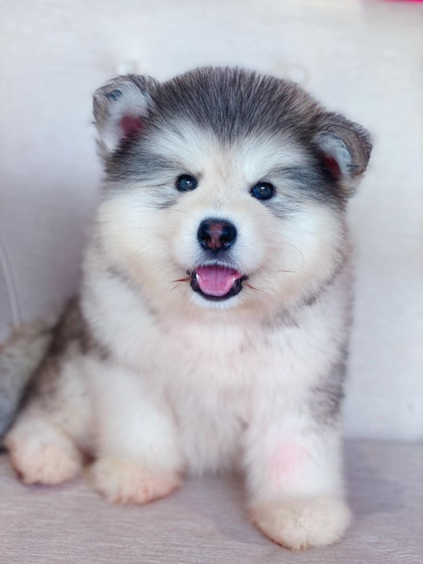 Chó Alaska bé đáng yêu