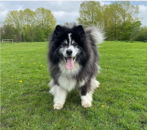 alaska-den-lai-samoyed