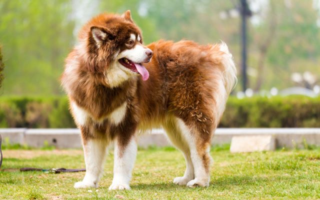 Chó Alaska cái trưởng thành