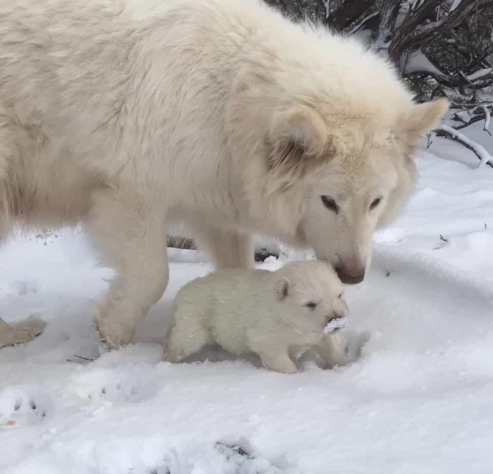 Chó Alaska nặng bao nhiêu?