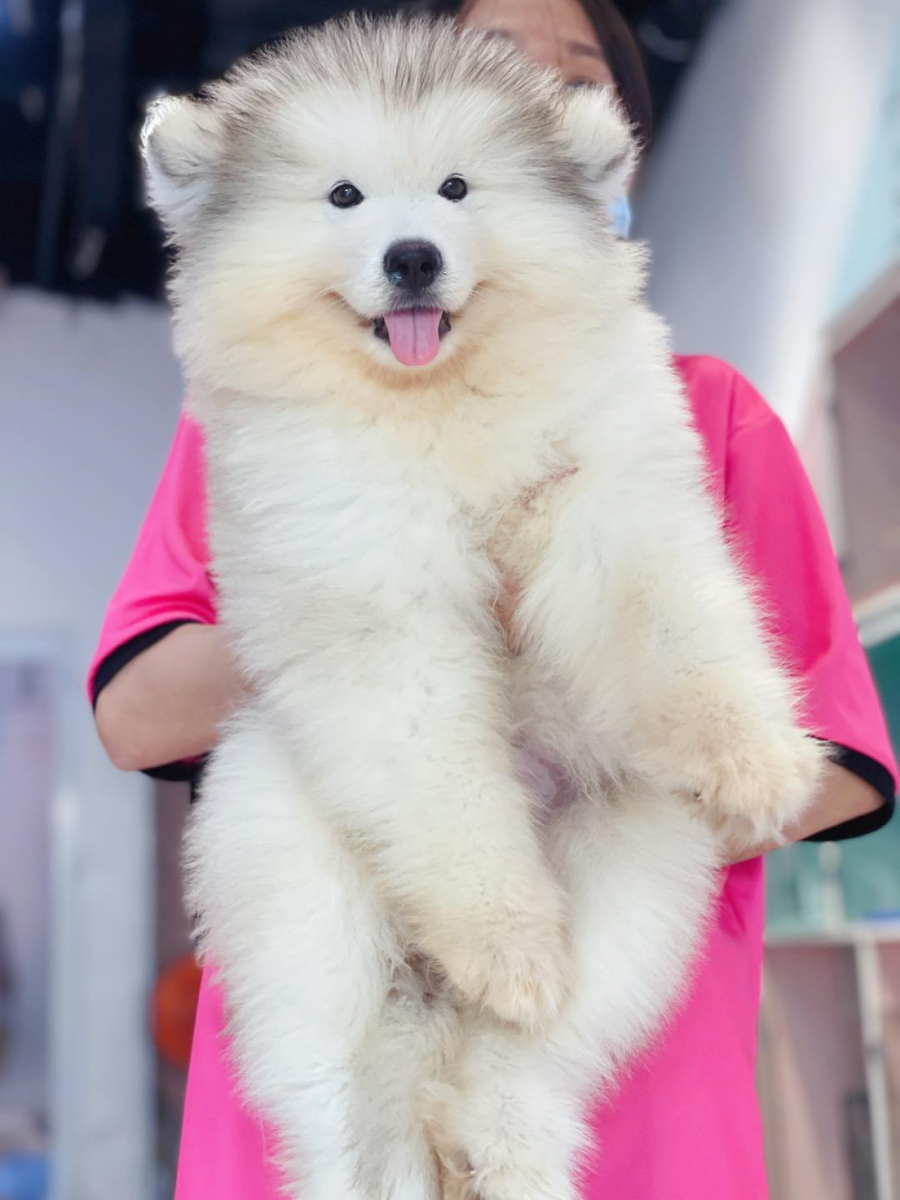 Alaska Giant màu trắng đáng yêu